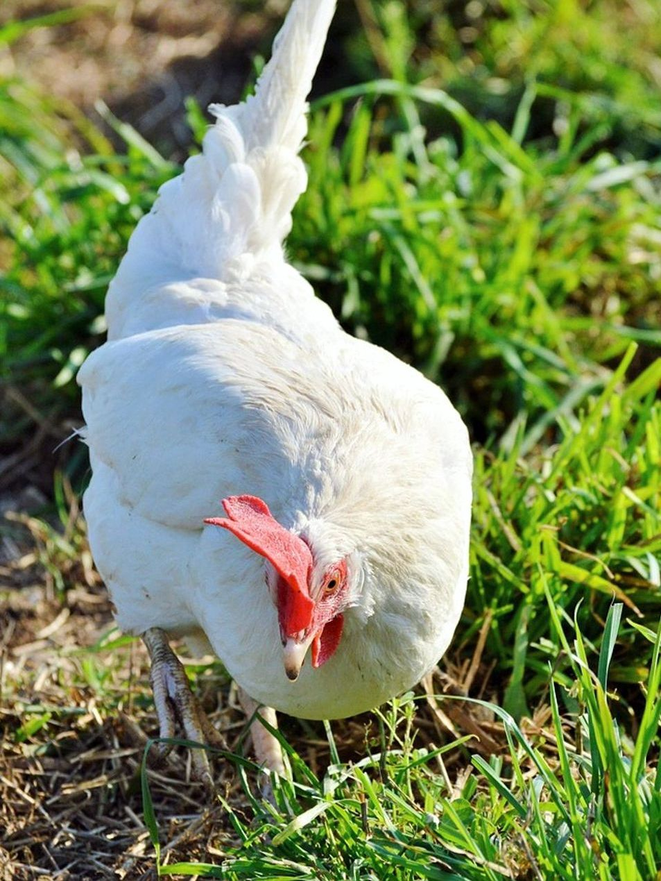 Savršena za svakodnevne potrebe i zdrave obroke.